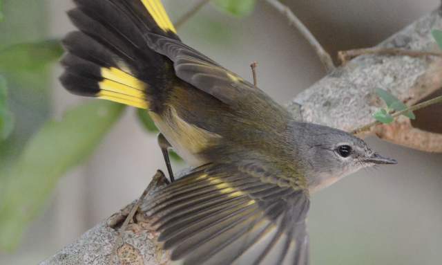 A Big Sit: Birding Event