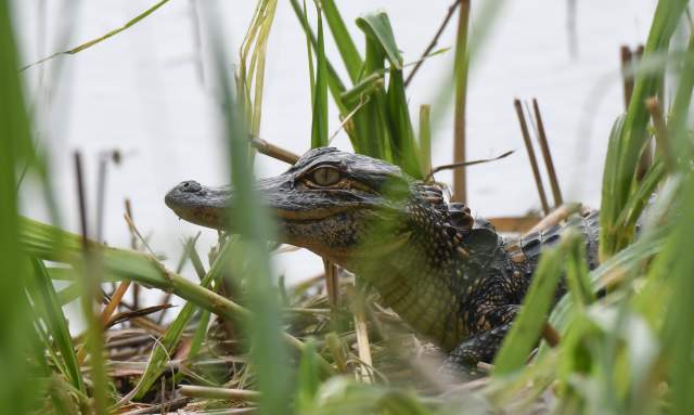 Gator Tales