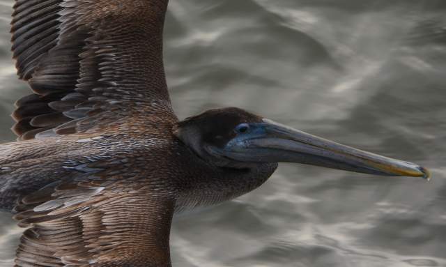 Bird Photography