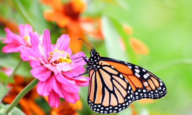 Monarch Migration