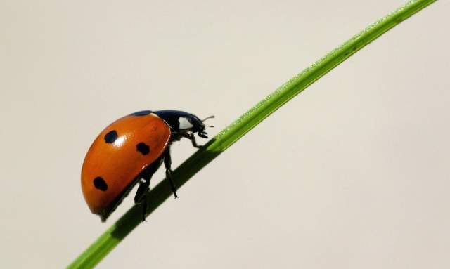 Homeschool in the Parks: Creepy Crawlies