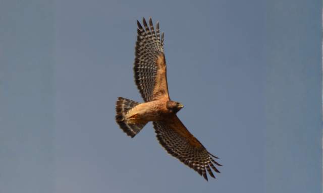 Let's Talk Hawks!