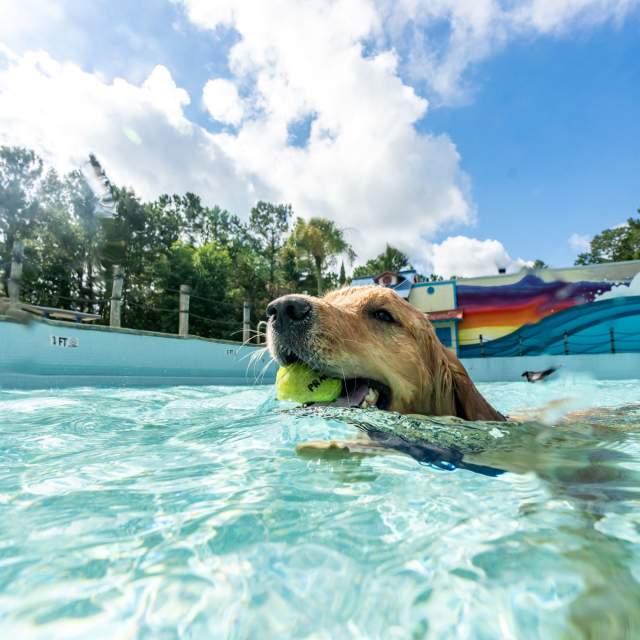 Dog Day Afternoon: North Charleston