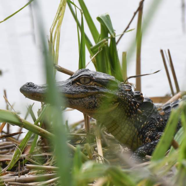 Gator Tales