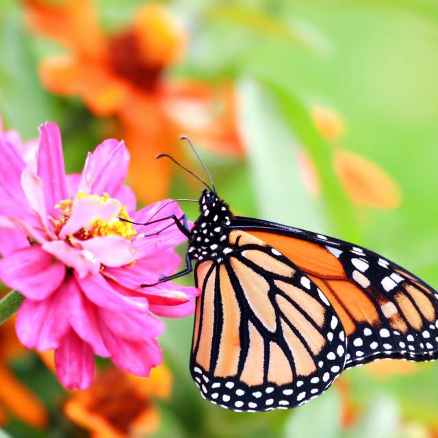 Monarch Migration
