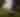 teaser historic magnolia