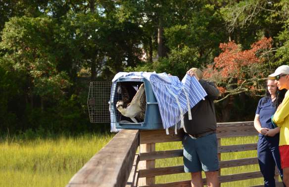 Lifeguard Rescues Osprey in Distress