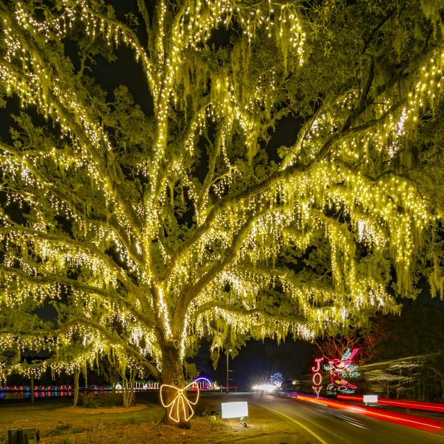 Lighted Oak Tree