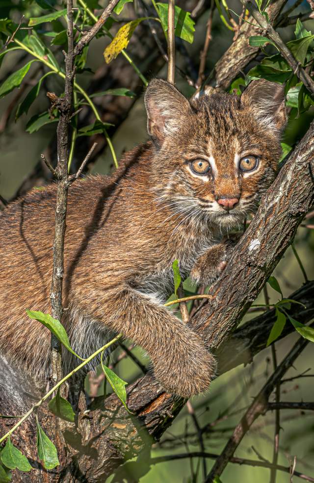 Bobcat in Tree