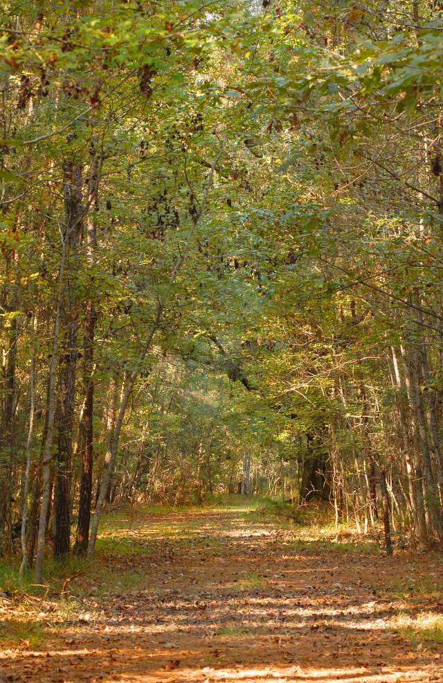 Forest Trail