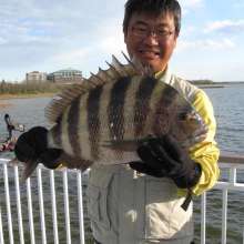9lb., 8oz. Sheepshead