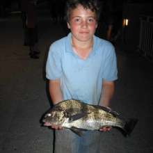Black Drum