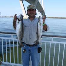 Spotted Sea Trout