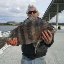 Jerry Black with a 10lb 12oz Sheepshead
