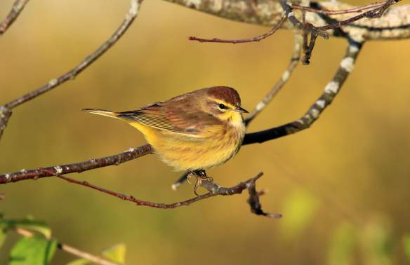 Fall Migration Takes Flight in Charleston County Parks