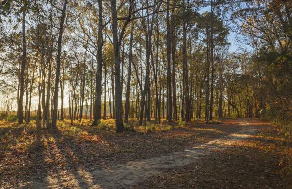 Forest at Sunrise
