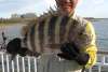 9lb., 8oz. Sheepshead