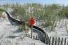 Loggerhead Nesting at Folly Beach County Park