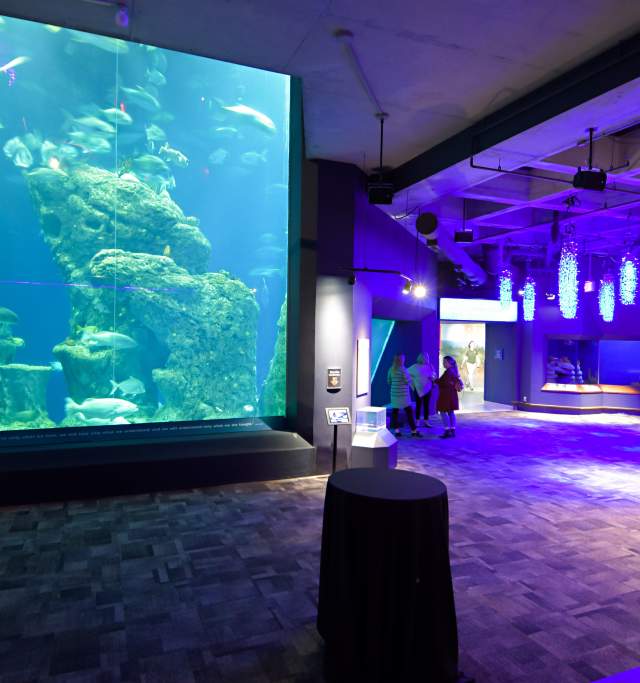 SC Aquarium Tank