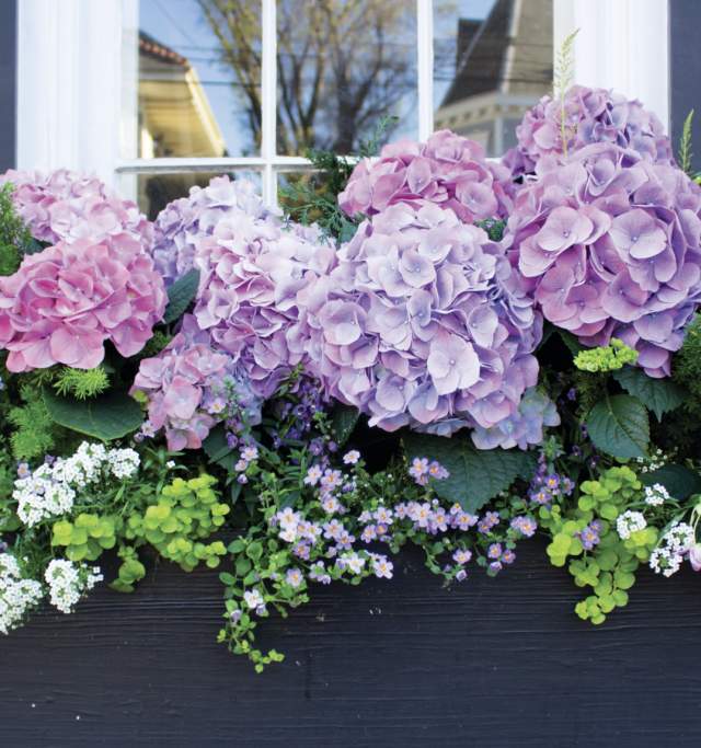 A charming window box filled with a mix of pink, purple and white flowers, creating a lively display against the wall.