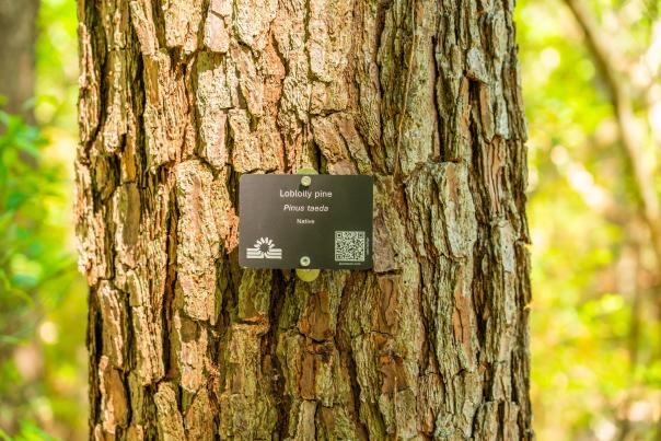 Old Towne Creek County Park Arboretum Tree