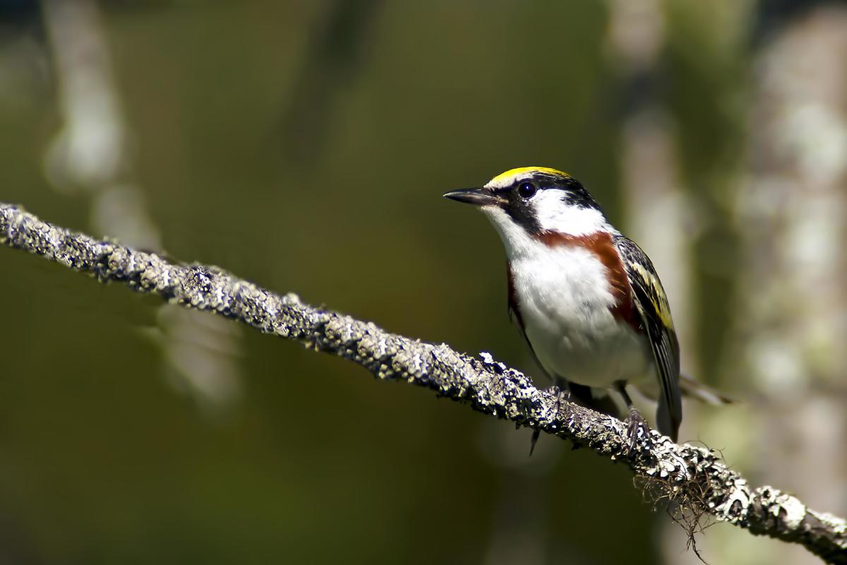 Chestnut Sided Warbler