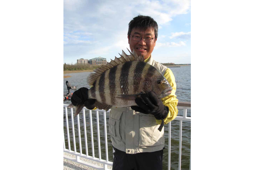 9lb., 8oz. Sheepshead