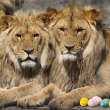 Easter Celebration at the Cincinnati Zoo & Botanical Garden