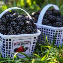 Blackberry Days