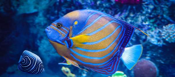 Newport Aquarium