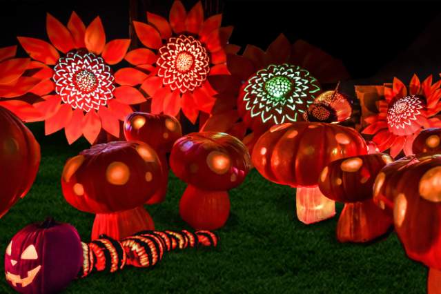 Jack O’ Lantern Glow