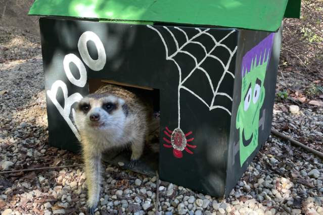 HallZOOween