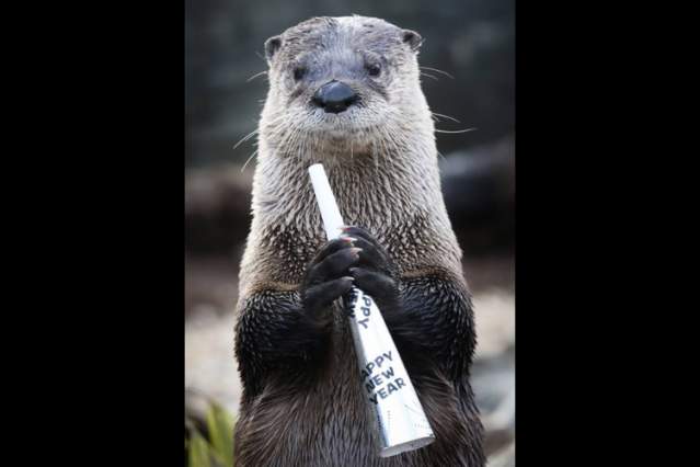 Happy Zoo Year at the Cincinnati Zoo & Botanical Garden