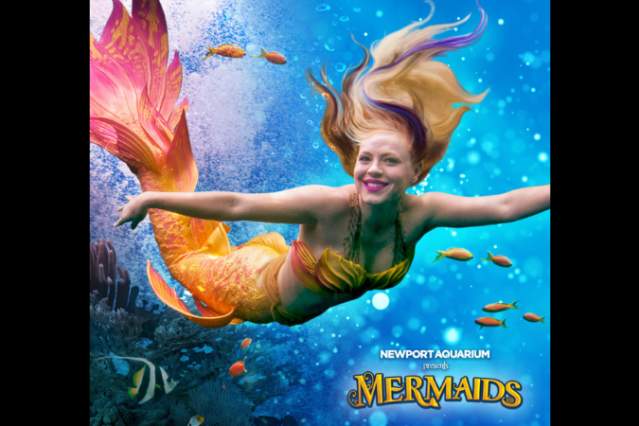 Mermaids at Newport Aquarium