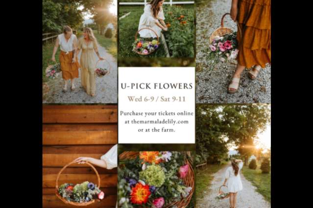 U-Pick Flowers