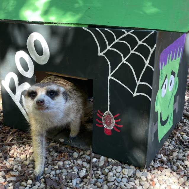 HallZOOween