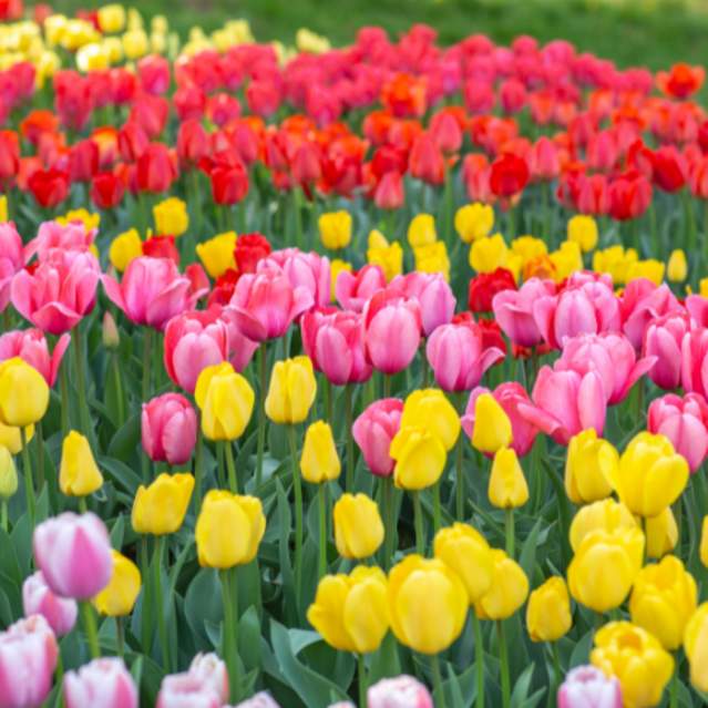 Zoo Blooms