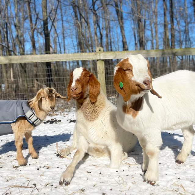 Foreverland Farm