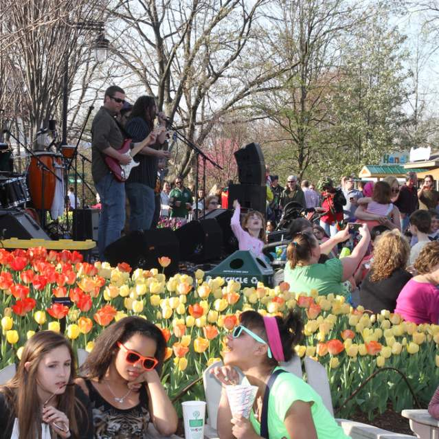 Tunes & Blooms