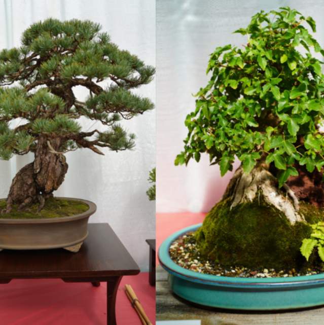 Annual Fall Bonsai Show | Krohn Conservatory | Visit Cincy