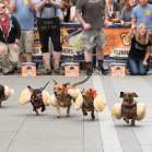 Running of the weiners at Oktoberfest Zinzinnati (photo: Brian Douglas Stills)