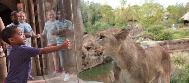 Cincinnati Zoo & Botanical Garden (photo: Kathy Newton)