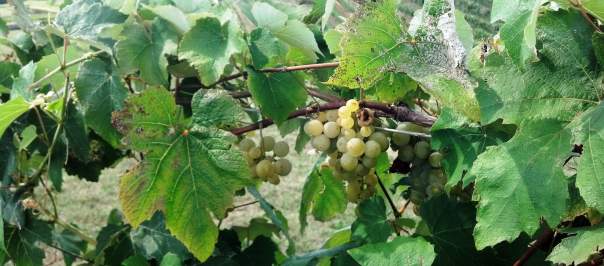 wineries and vineyards located in Cincinnati