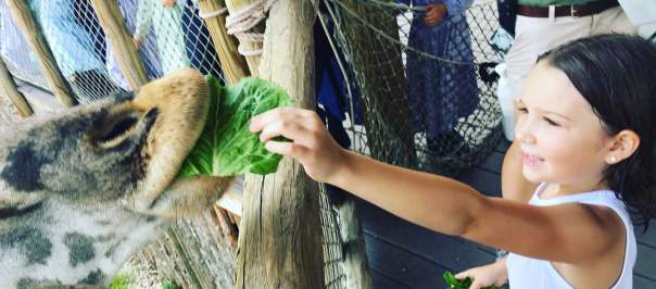 Things to Do - Attractions - Petting Zoos