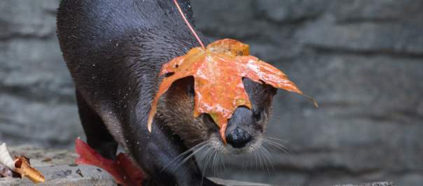 An otter at the Cincinnati Zoo plays in the water with a fall-colored leaf on its head