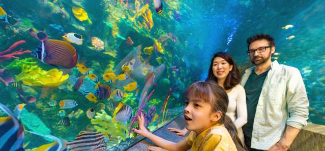 Young couple and child watch tropical fish at the Newport Aquarium