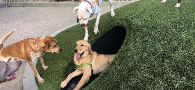 Dog park at Washington Park