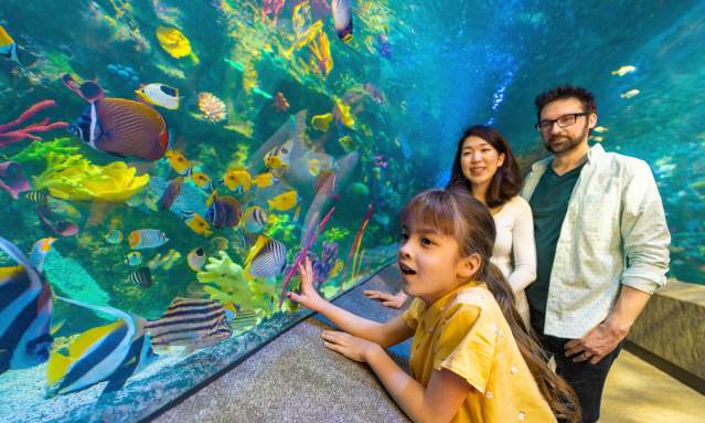 Young couple and child watch tropical fish at the Newport Aquarium