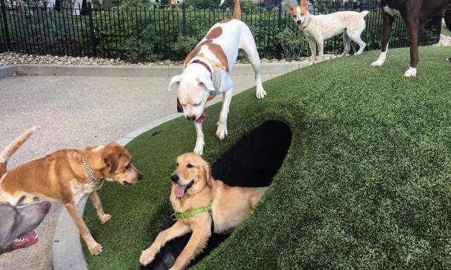 Dog park at Washington Park