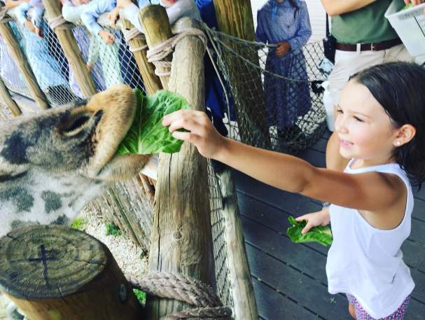 Things to Do - Attractions - Petting Zoos